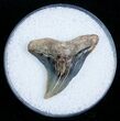 Hemipristis Shark Tooth Fossil #4149-1